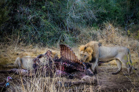 Three male lions (panthera leo) eating on giraffe carcass in savannah in South Africaの写真素材