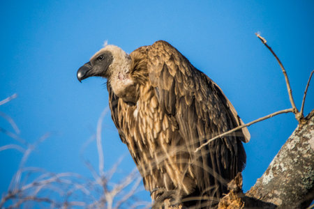 African Cape vulture (Gyps coprotheres) in Kruger national park, South Africaの写真素材
