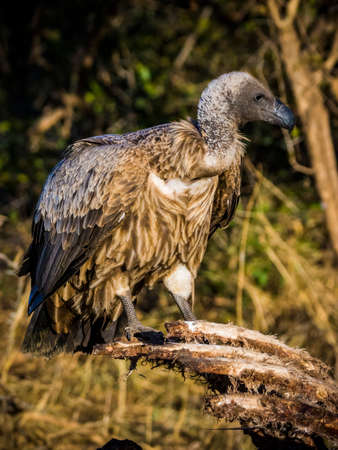 Large male baboon sitting on a road in Kruger National Parkの写真素材