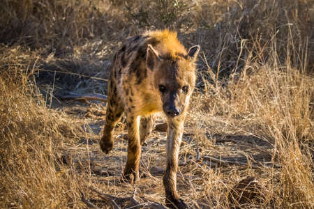 Large male baboon sitting on a road in Kruger National Parkの写真素材
