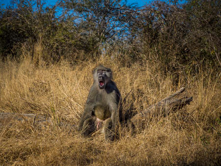 Large male baboon sitting on a road in Kruger National Parkの写真素材