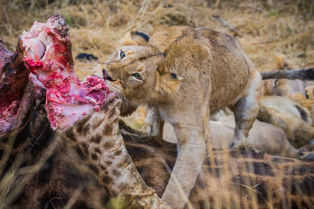 Lions feeding on a fresh kill giraffe, Kruger National Park, South Africaの写真素材