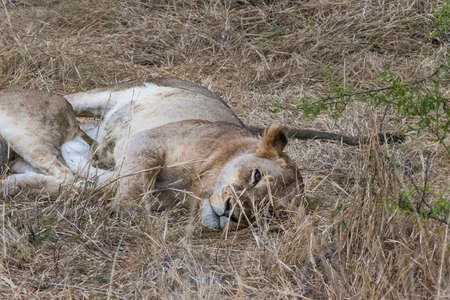 Lions feeding on a fresh kill giraffe, Kruger National Park, South Africaの写真素材