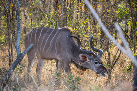 Spotted hyaena cubs in Kruger National park in South Africa