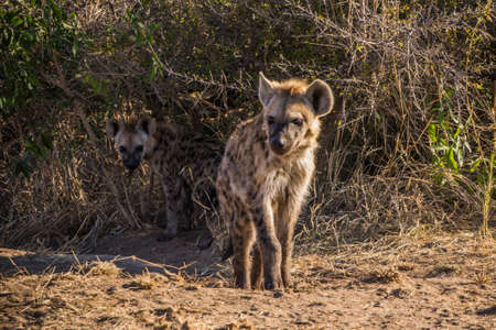 Spotted hyaena cubs in Kruger National park in South Africaの写真素材