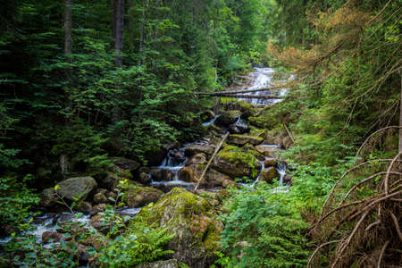 Ancient and Primeval Beech Forests of the Carpathians and Other Regions of Europeの写真素材