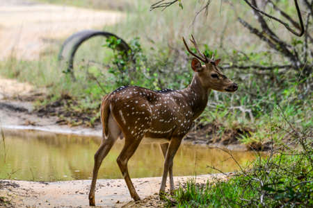Eurasian stone-curlew, Burhinus oedicnemus, in Sri Lankaの写真素材