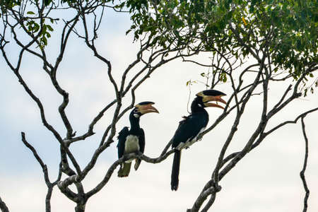 Eurasian stone-curlew, Burhinus oedicnemus, in Sri Lankaの写真素材
