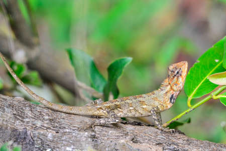 Changeable lizard (Calotes versicolor) is a common reptile in Sri Lanka.