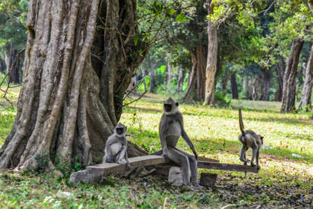 Gray langur or Hanuman langur, Semnopithecus entellus, in Sri Lanka island.の写真素材
