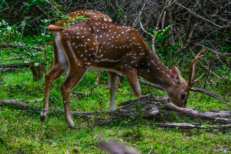 Male Spotted Deer (Chital) in Sri Lanka.の写真素材