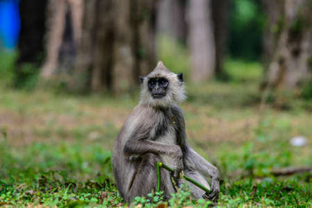 Gray langur or Hanuman langur, Semnopithecus entellus, in Sri Lanka island.の写真素材