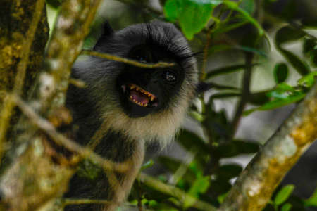 Gray langur or Hanuman langur, Semnopithecus entellus, in Sri Lanka island.の写真素材