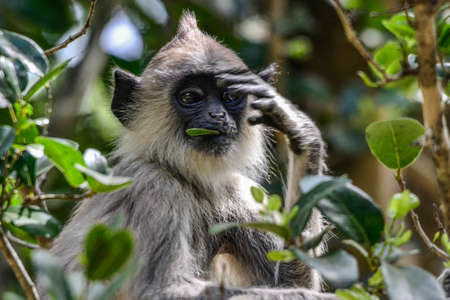 Gray langur or Hanuman langur, Semnopithecus entellus, in Sri Lanka island.の写真素材