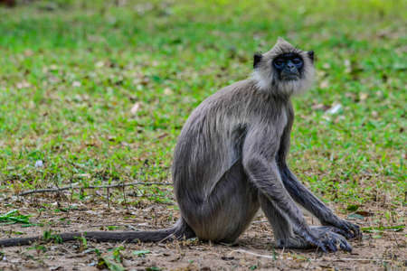Gray langur or Hanuman langur, Semnopithecus entellus, in Sri Lanka island.の写真素材