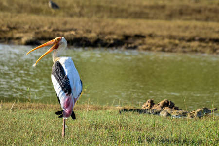 Painted Stork in Yala West National Park, Sri Lanka.の写真素材