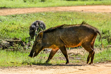 Wild Boar in Yala West National Park, Sri Lanka.の写真素材