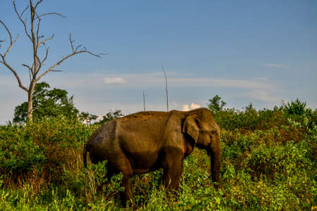 Family of elephants with young one in Uda Walawe National Park, Sri-Lankaの写真素材