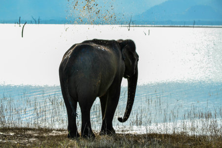 Wild Boar in Yala West National Park, Sri Lanka.の写真素材