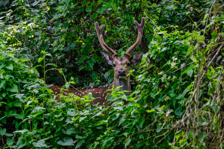 Wild Boar in Yala West National Park, Sri Lanka.の写真素材