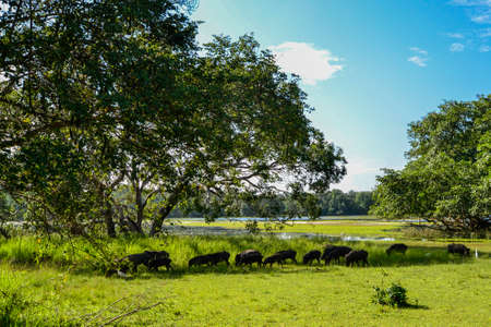Wild Boar in Yala West National Park, Sri Lanka.の写真素材