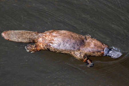 Platypus sviming in the river.の写真素材