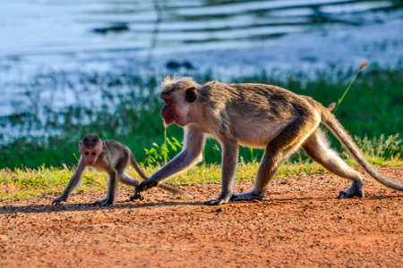 Macaque monkeys in Bundala, Sri Lanka islandの写真素材