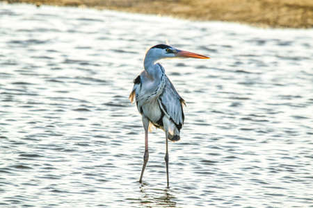 A Sri Lankan gray heron in Yala national parkの写真素材