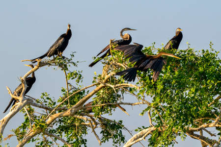 Large Mugger crocodile, Crocodylus palustris, relaxing by river with opened mouth. Sri Lankaの写真素材