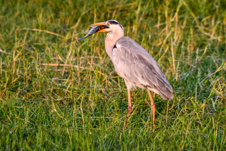 Chital, Spotted Deer, in Yala West National Park, Sri Lankaの写真素材