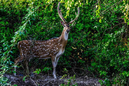 Chital, Spotted Deer, in Yala West National Park, Sri Lankaの写真素材