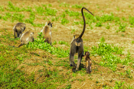 Gray langur or Hanuman langur in Sri Lanka