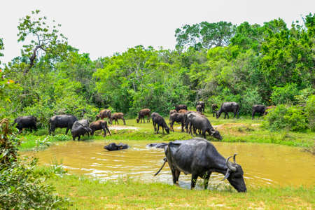 Water Buffalo in Yala West National Park, Sri Lankaの写真素材