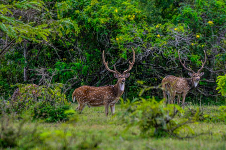 Chital, Spotted Deer, in Yala West National Park, Sri Lankaの写真素材