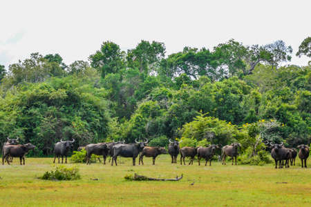 Chital, Spotted Deer, in Yala West National Park, Sri Lankaの写真素材
