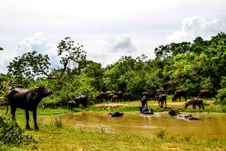 Chital, Spotted Deer, in Yala West National Park, Sri Lankaの写真素材