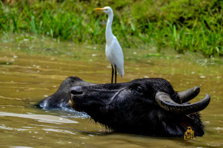 Chital, Spotted Deer, in Yala West National Park, Sri Lankaの写真素材
