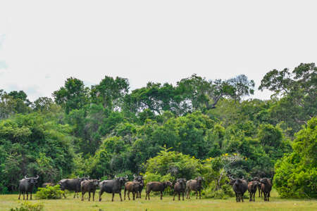 Chital, Spotted Deer, in Yala West National Park, Sri Lankaの写真素材