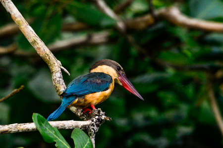 white throated king fisher. Yala National Park. Sri Lanka islendの写真素材