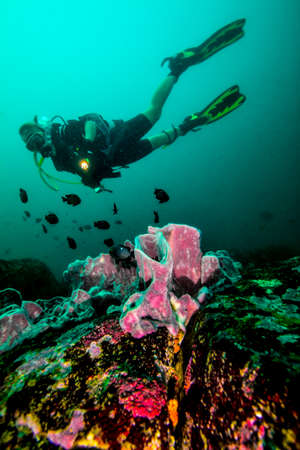 Sponge and diver in Indian Ocean in Sri Lankaの写真素材
