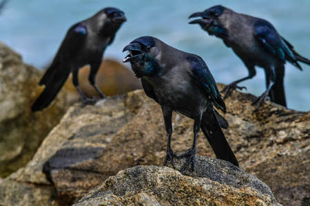 Black Crows in Galle Sri Lanka islend