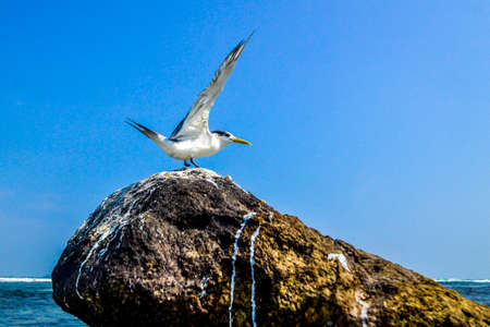Great crested tern in coast of Sri Lanka island