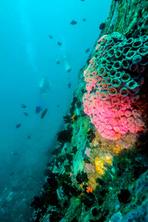 Underwater scenery of Indian ocean close by Sri Lanka.