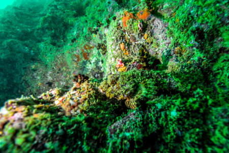 Underwater scenery of Indian ocean close by Sri Lanka.の写真素材