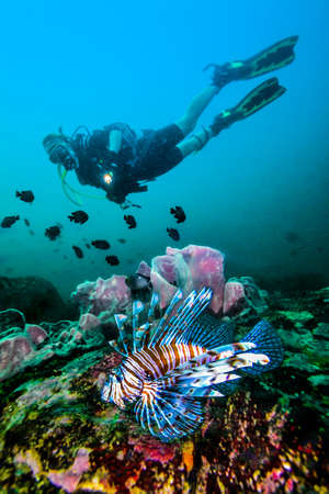 Lionfish with the silhouette of a SCUBA diver behind on a coral reef in Sri Lanka islandの写真素材