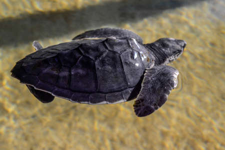 Newly hatched baby of sea turtles in Sri lanka islandの写真素材