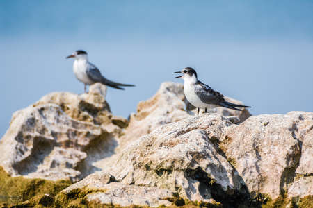 Common Tern, Sterna hirundo, on Lake Skadar in Montenegro, Balkans.の写真素材