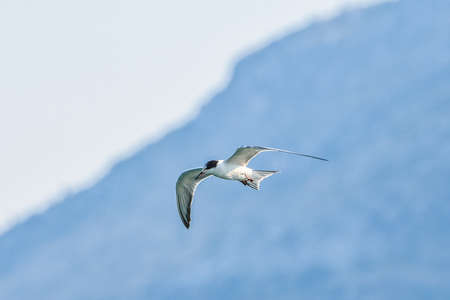 Common Tern, Sterna hirundo, on Lake Skadar in Montenegro, Balkans.
