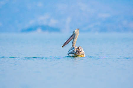Montenegro, white Pelican is a symbol of Skadar (Scutari) lakeの写真素材