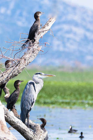 Gray heron (Ardea cinerea) in Lake Skadar in Montenegro, Europe.